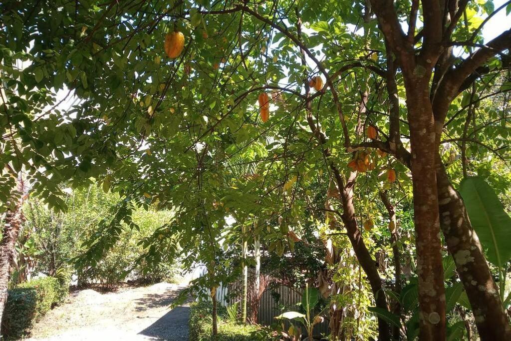 Casa Flor De Annia ~ Cozy 2 Bdrm On The River Sierpe ~ Walkable To Town Villa Ngoại thất bức ảnh