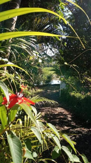 Casa Flor De Annia ~ Cozy 2 Bdrm On The River Sierpe ~ Walkable To Town Villa Ngoại thất bức ảnh